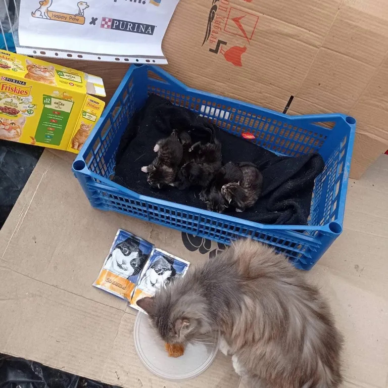 Объединенные желанием помогать: как Purina®, Happy Paw и Новая почта поддерживают животных